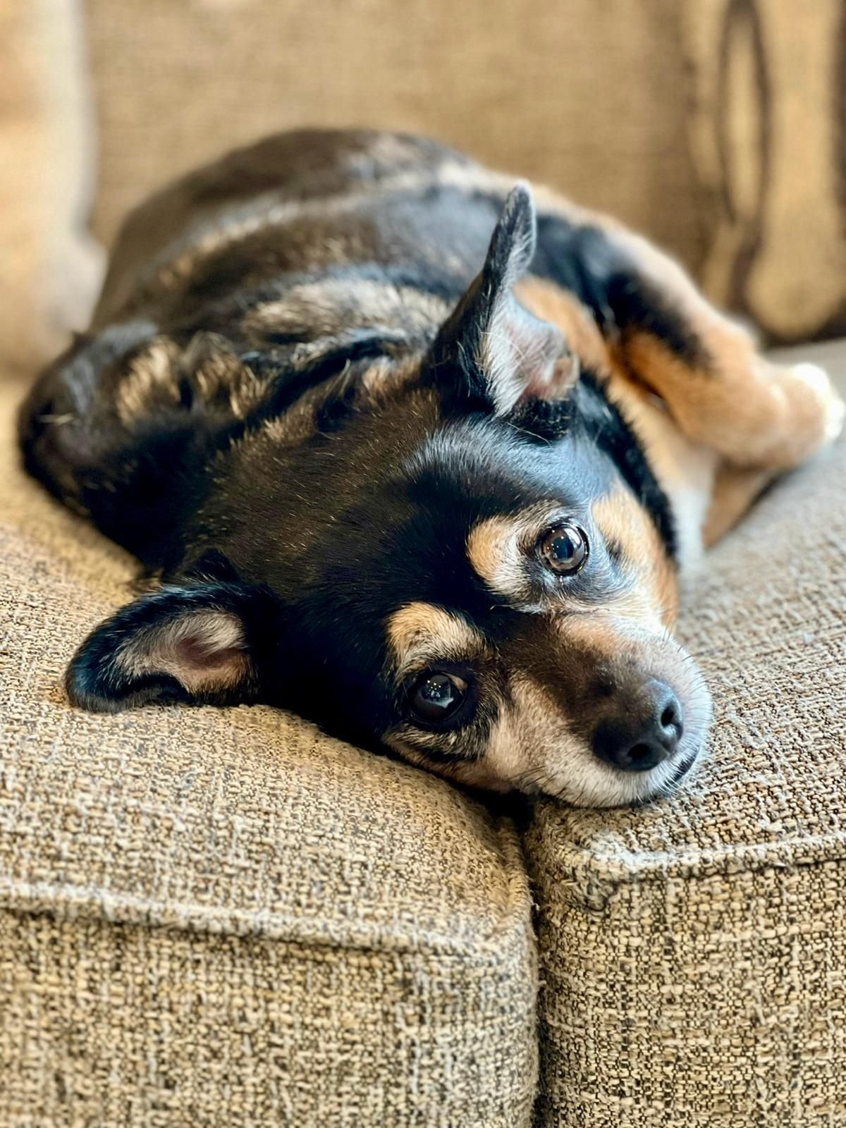 imagen de galeria de 5 elementos