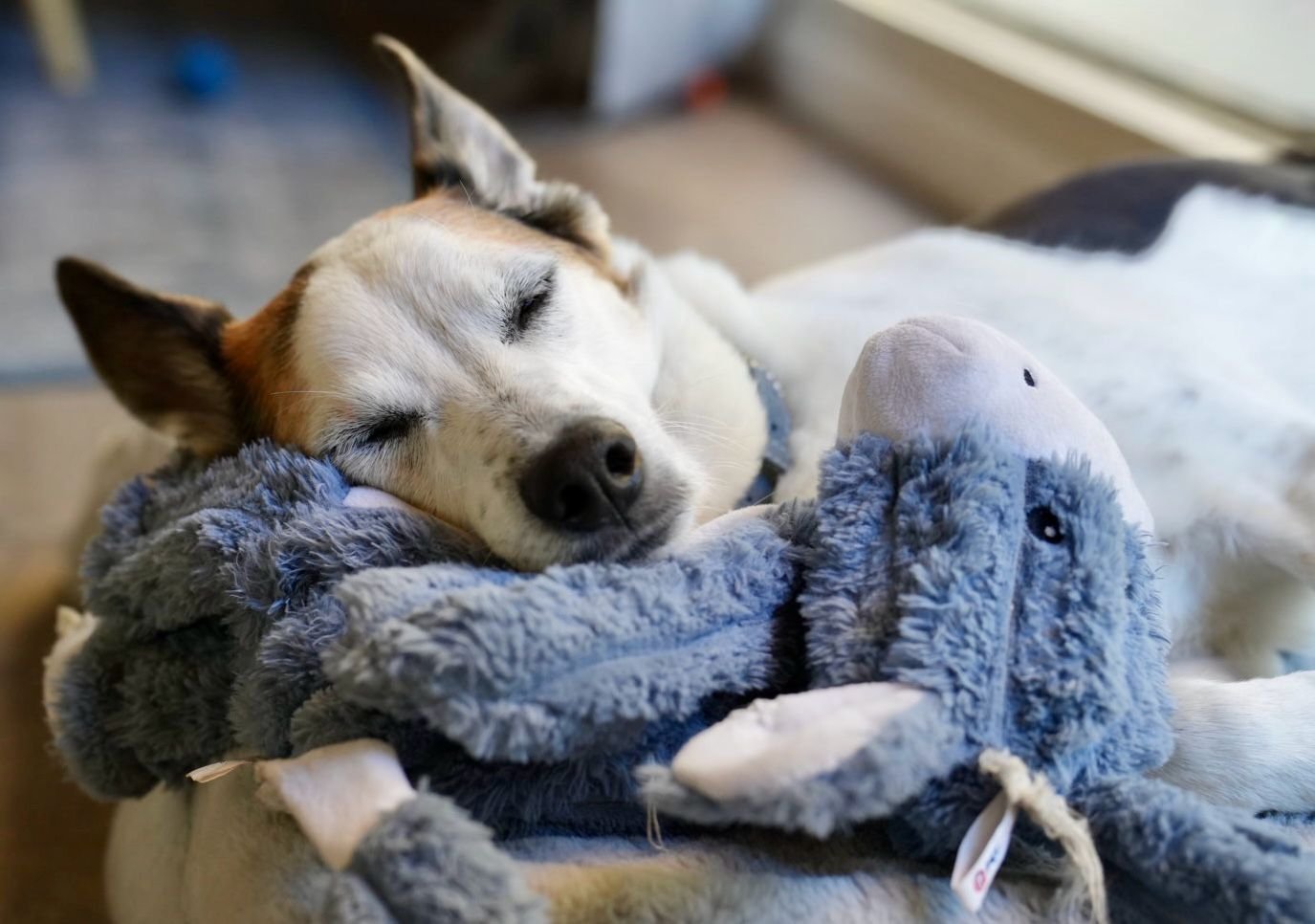 imagen de galeria de 5 elementos