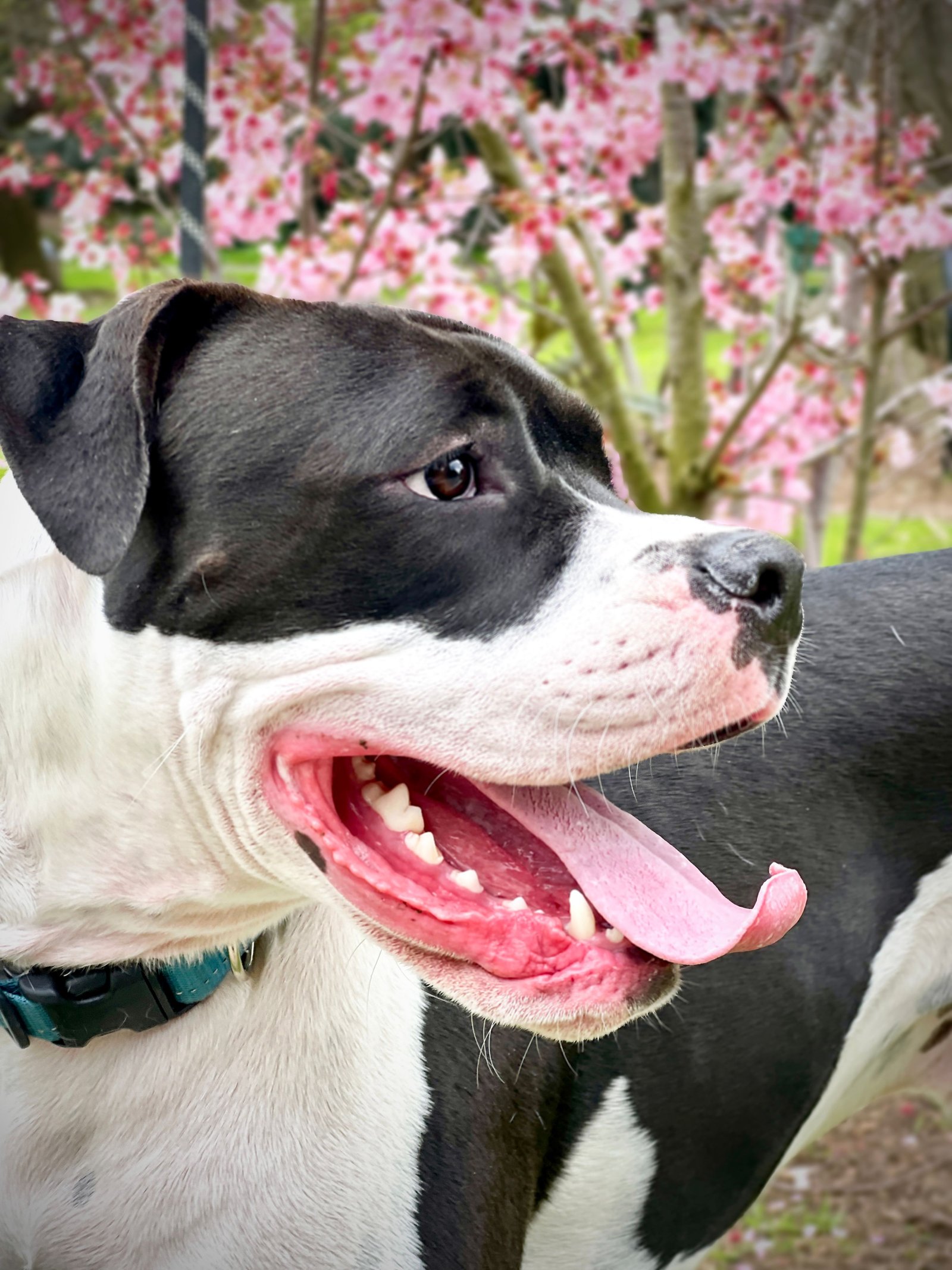 imagen de galeria de 5 elementos