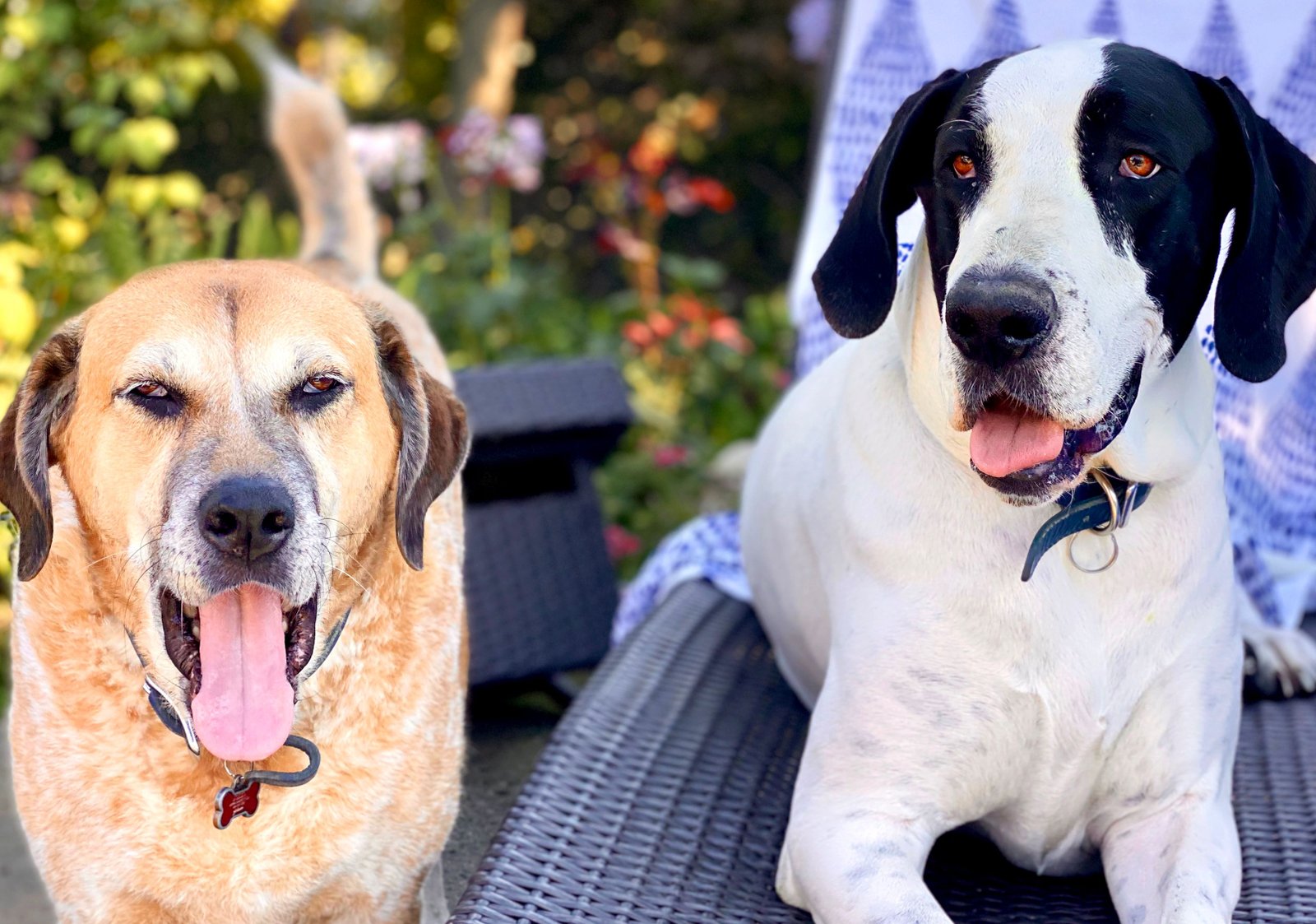 imagen card trasero mediana con un efecto de giro